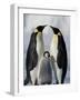 Emperor Penguins (Aptenodytes Forsteri) and Chick, Snow Hill Island, Weddell Sea, Antarctica-Thorsten Milse-Framed Photographic Print