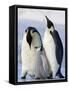 Emperor Penguins (Aptenodytes Forsteri) and Chick, Snow Hill Island, Weddell Sea, Antarctica-Thorsten Milse-Framed Stretched Canvas