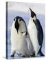 Emperor Penguins (Aptenodytes Forsteri) and Chick, Snow Hill Island, Weddell Sea, Antarctica-Thorsten Milse-Stretched Canvas