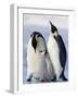 Emperor Penguins (Aptenodytes Forsteri) and Chick, Snow Hill Island, Weddell Sea, Antarctica-Thorsten Milse-Framed Photographic Print