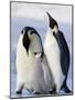 Emperor Penguins (Aptenodytes Forsteri) and Chick, Snow Hill Island, Weddell Sea, Antarctica-Thorsten Milse-Mounted Photographic Print