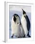 Emperor Penguins (Aptenodytes Forsteri) and Chick, Snow Hill Island, Weddell Sea, Antarctica-Thorsten Milse-Framed Photographic Print