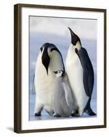 Emperor Penguins (Aptenodytes Forsteri) and Chick, Snow Hill Island, Weddell Sea, Antarctica-Thorsten Milse-Framed Photographic Print