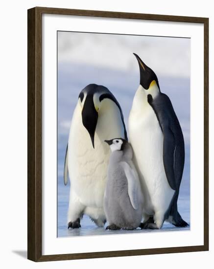 Emperor Penguins (Aptenodytes Forsteri) and Chick, Snow Hill Island, Weddell Sea, Antarctica-Thorsten Milse-Framed Photographic Print