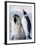 Emperor Penguins (Aptenodytes Forsteri) and Chick, Snow Hill Island, Weddell Sea, Antarctica-Thorsten Milse-Framed Photographic Print