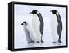 Emperor Penguins (Aptenodytes Forsteri) and Chick, Snow Hill Island, Weddell Sea, Antarctica-Thorsten Milse-Framed Stretched Canvas