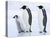 Emperor Penguins (Aptenodytes Forsteri) and Chick, Snow Hill Island, Weddell Sea, Antarctica-Thorsten Milse-Stretched Canvas