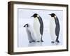 Emperor Penguins (Aptenodytes Forsteri) and Chick, Snow Hill Island, Weddell Sea, Antarctica-Thorsten Milse-Framed Photographic Print