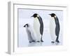 Emperor Penguins (Aptenodytes Forsteri) and Chick, Snow Hill Island, Weddell Sea, Antarctica-Thorsten Milse-Framed Photographic Print