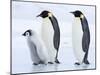 Emperor Penguins (Aptenodytes Forsteri) and Chick, Snow Hill Island, Weddell Sea, Antarctica-Thorsten Milse-Mounted Photographic Print