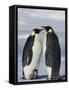 Emperor Penguins (Aptenodytes Forsteri) and Chick, Snow Hill Island, Weddell Sea, Antarctica-Thorsten Milse-Framed Stretched Canvas