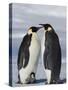 Emperor Penguins (Aptenodytes Forsteri) and Chick, Snow Hill Island, Weddell Sea, Antarctica-Thorsten Milse-Stretched Canvas