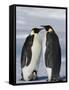 Emperor Penguins (Aptenodytes Forsteri) and Chick, Snow Hill Island, Weddell Sea, Antarctica-Thorsten Milse-Framed Stretched Canvas