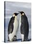 Emperor Penguins (Aptenodytes Forsteri) and Chick, Snow Hill Island, Weddell Sea, Antarctica-Thorsten Milse-Stretched Canvas