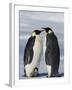 Emperor Penguins (Aptenodytes Forsteri) and Chick, Snow Hill Island, Weddell Sea, Antarctica-Thorsten Milse-Framed Photographic Print