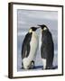 Emperor Penguins (Aptenodytes Forsteri) and Chick, Snow Hill Island, Weddell Sea, Antarctica-Thorsten Milse-Framed Photographic Print