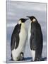 Emperor Penguins (Aptenodytes Forsteri) and Chick, Snow Hill Island, Weddell Sea, Antarctica-Thorsten Milse-Mounted Photographic Print