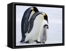 Emperor Penguins (Aptenodytes Forsteri) and Chick, Snow Hill Island, Weddell Sea, Antarctica-Thorsten Milse-Framed Stretched Canvas