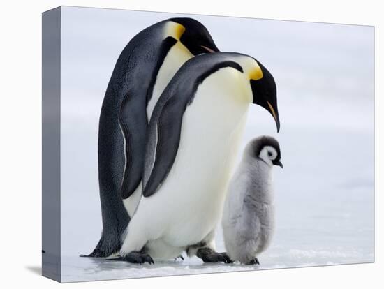 Emperor Penguins (Aptenodytes Forsteri) and Chick, Snow Hill Island, Weddell Sea, Antarctica-Thorsten Milse-Stretched Canvas