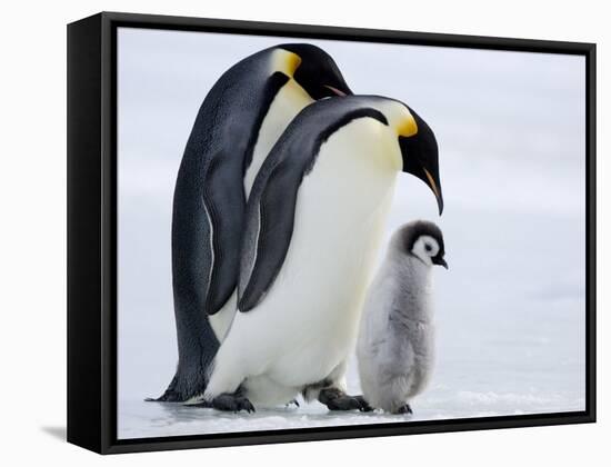 Emperor Penguins (Aptenodytes Forsteri) and Chick, Snow Hill Island, Weddell Sea, Antarctica-Thorsten Milse-Framed Stretched Canvas