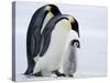 Emperor Penguins (Aptenodytes Forsteri) and Chick, Snow Hill Island, Weddell Sea, Antarctica-Thorsten Milse-Stretched Canvas