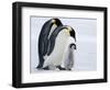 Emperor Penguins (Aptenodytes Forsteri) and Chick, Snow Hill Island, Weddell Sea, Antarctica-Thorsten Milse-Framed Photographic Print