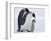 Emperor Penguins (Aptenodytes Forsteri) and Chick, Snow Hill Island, Weddell Sea, Antarctica-Thorsten Milse-Framed Photographic Print