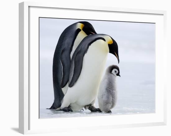 Emperor Penguins (Aptenodytes Forsteri) and Chick, Snow Hill Island, Weddell Sea, Antarctica-Thorsten Milse-Framed Photographic Print