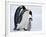 Emperor Penguins (Aptenodytes Forsteri) and Chick, Snow Hill Island, Weddell Sea, Antarctica-Thorsten Milse-Framed Photographic Print