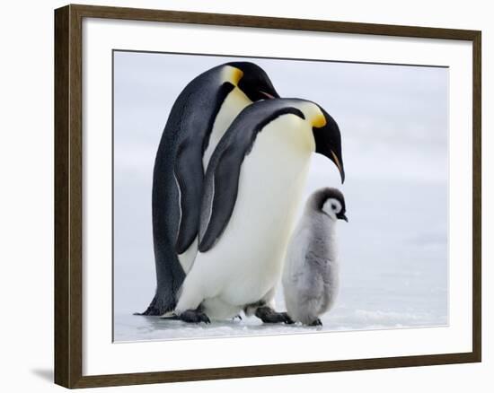 Emperor Penguins (Aptenodytes Forsteri) and Chick, Snow Hill Island, Weddell Sea, Antarctica-Thorsten Milse-Framed Photographic Print