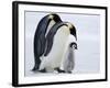 Emperor Penguins (Aptenodytes Forsteri) and Chick, Snow Hill Island, Weddell Sea, Antarctica-Thorsten Milse-Framed Photographic Print