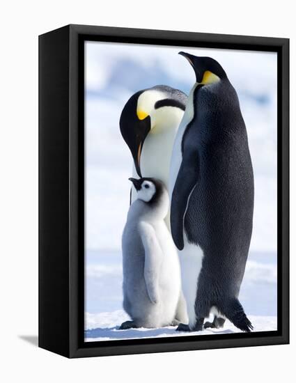 Emperor Penguins (Aptenodytes Forsteri) and Chick, Snow Hill Island, Weddell Sea, Antarctica-Thorsten Milse-Framed Stretched Canvas
