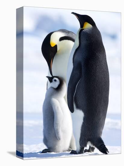 Emperor Penguins (Aptenodytes Forsteri) and Chick, Snow Hill Island, Weddell Sea, Antarctica-Thorsten Milse-Stretched Canvas