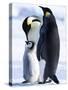 Emperor Penguins (Aptenodytes Forsteri) and Chick, Snow Hill Island, Weddell Sea, Antarctica-Thorsten Milse-Stretched Canvas