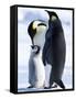 Emperor Penguins (Aptenodytes Forsteri) and Chick, Snow Hill Island, Weddell Sea, Antarctica-Thorsten Milse-Framed Stretched Canvas