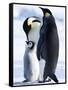 Emperor Penguins (Aptenodytes Forsteri) and Chick, Snow Hill Island, Weddell Sea, Antarctica-Thorsten Milse-Framed Stretched Canvas