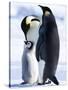 Emperor Penguins (Aptenodytes Forsteri) and Chick, Snow Hill Island, Weddell Sea, Antarctica-Thorsten Milse-Stretched Canvas