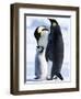 Emperor Penguins (Aptenodytes Forsteri) and Chick, Snow Hill Island, Weddell Sea, Antarctica-Thorsten Milse-Framed Photographic Print