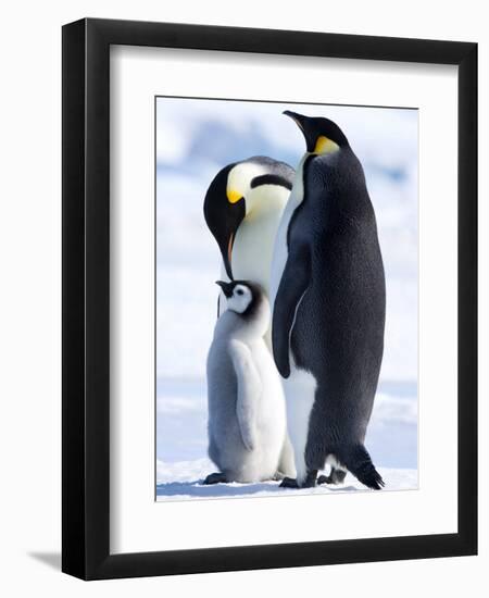 Emperor Penguins (Aptenodytes Forsteri) and Chick, Snow Hill Island, Weddell Sea, Antarctica-Thorsten Milse-Framed Photographic Print