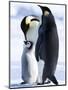 Emperor Penguins (Aptenodytes Forsteri) and Chick, Snow Hill Island, Weddell Sea, Antarctica-Thorsten Milse-Mounted Photographic Print