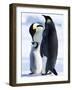 Emperor Penguins (Aptenodytes Forsteri) and Chick, Snow Hill Island, Weddell Sea, Antarctica-Thorsten Milse-Framed Photographic Print