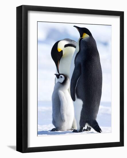 Emperor Penguins (Aptenodytes Forsteri) and Chick, Snow Hill Island, Weddell Sea, Antarctica-Thorsten Milse-Framed Photographic Print