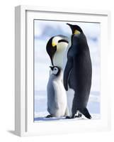 Emperor Penguins (Aptenodytes Forsteri) and Chick, Snow Hill Island, Weddell Sea, Antarctica-Thorsten Milse-Framed Photographic Print