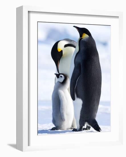 Emperor Penguins (Aptenodytes Forsteri) and Chick, Snow Hill Island, Weddell Sea, Antarctica-Thorsten Milse-Framed Photographic Print