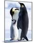 Emperor Penguins (Aptenodytes Forsteri) and Chick, Snow Hill Island, Weddell Sea, Antarctica-Thorsten Milse-Mounted Photographic Print