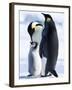 Emperor Penguins (Aptenodytes Forsteri) and Chick, Snow Hill Island, Weddell Sea, Antarctica-Thorsten Milse-Framed Photographic Print