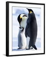 Emperor Penguins (Aptenodytes Forsteri) and Chick, Snow Hill Island, Weddell Sea, Antarctica-Thorsten Milse-Framed Photographic Print