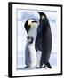 Emperor Penguins (Aptenodytes Forsteri) and Chick, Snow Hill Island, Weddell Sea, Antarctica-Thorsten Milse-Framed Photographic Print