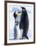 Emperor Penguins (Aptenodytes Forsteri) and Chick, Snow Hill Island, Weddell Sea, Antarctica-Thorsten Milse-Framed Photographic Print