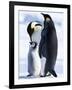 Emperor Penguins (Aptenodytes Forsteri) and Chick, Snow Hill Island, Weddell Sea, Antarctica-Thorsten Milse-Framed Photographic Print